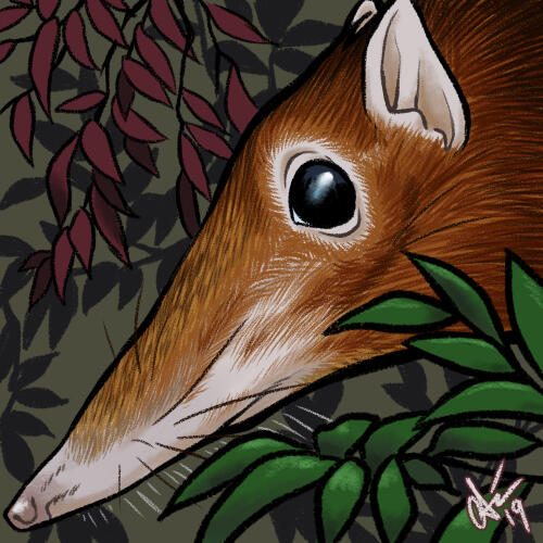 sengi sengi